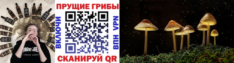 дарк нет какой сайт  Тырныауз  Галлюциногенные грибы Magic Shrooms 